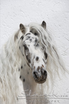 Miniappaloosa Lancelot 807130.JPG