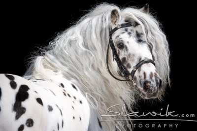 Miniappaloosa Lancelot 807167.JPG