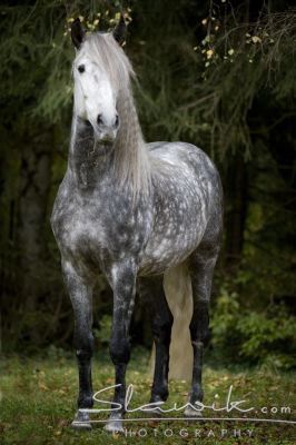 Lusitano Rufia 110727.JPG