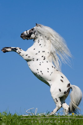 Mini Appaloosa Lancelot 80784b.JPG