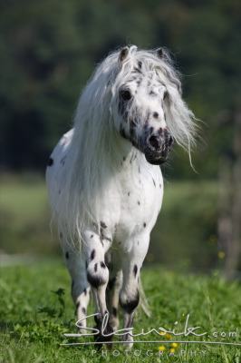 Mini Appaloosa Lancelot 807130.JPG