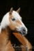 Haflinger Norman 90742.JPG