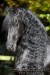 Friese Ulco 100764.JPG