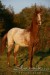 Ara-Appaloosa 100717.JPG